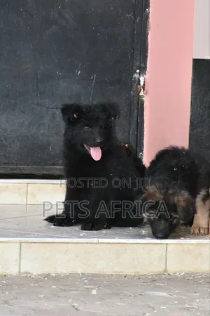 1-3 months Male Purebred German Shepherd