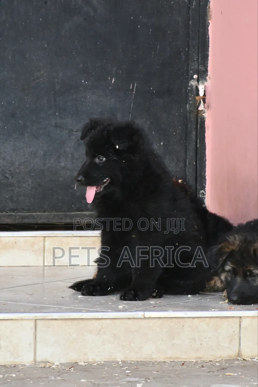 1-3 months Male Purebred German Shepherd