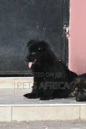 1-3 months Male Purebred German Shepherd