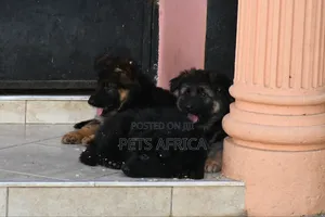 1-3 months Male Purebred German Shepherd