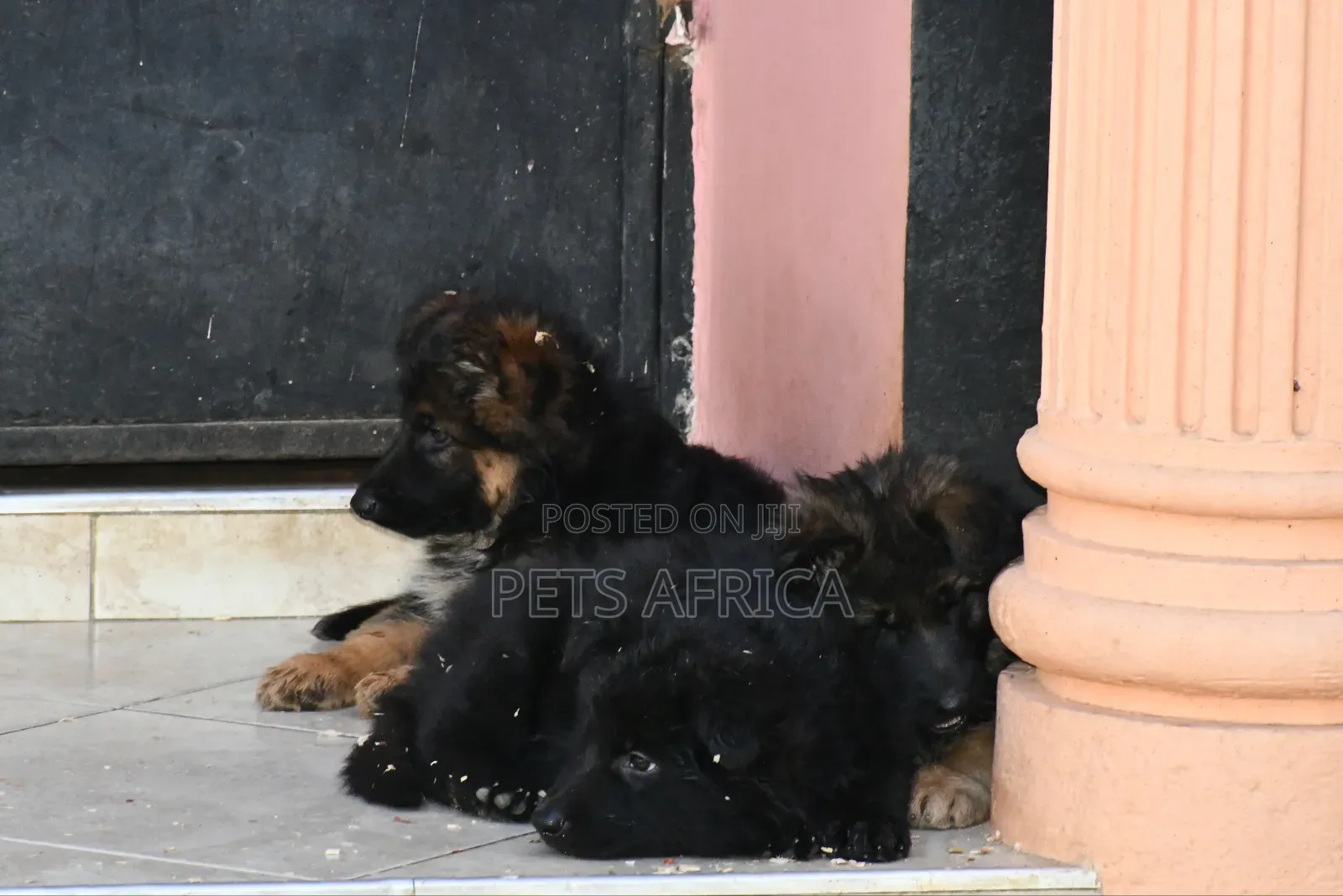 1-3 months Male Purebred German Shepherd