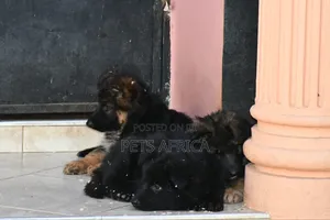 1-3 months Male Purebred German Shepherd