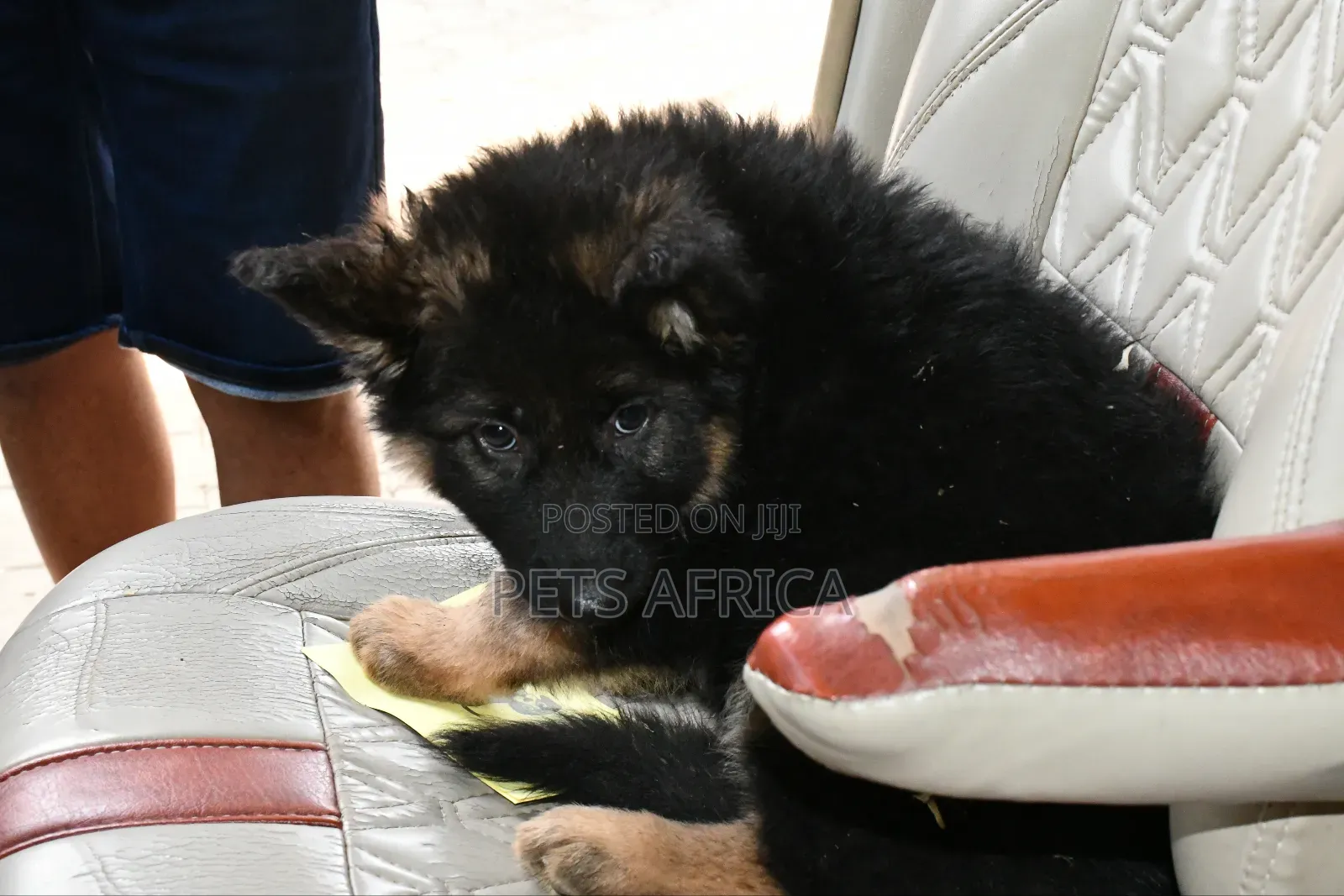 1-3 months Male Purebred German Shepherd