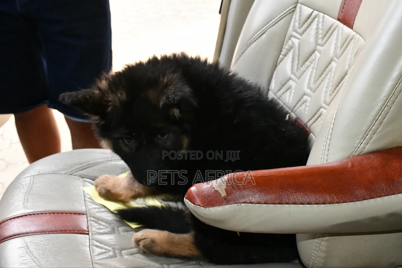 1-3 months Male Purebred German Shepherd