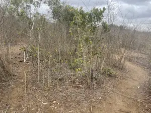 Shamba Linauzwa Kiwangwa Heka 300