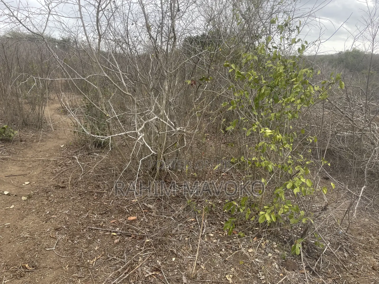 Shamba Linauzwa Kiwangwa Heka 300