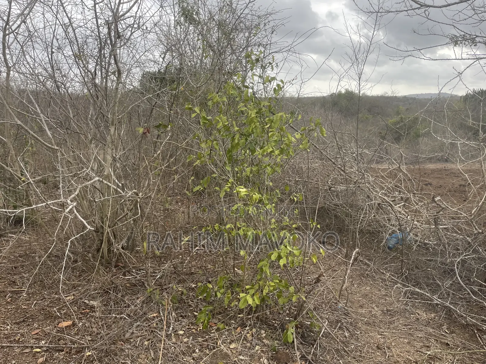 Shamba Linauzwa Kiwangwa Heka 300