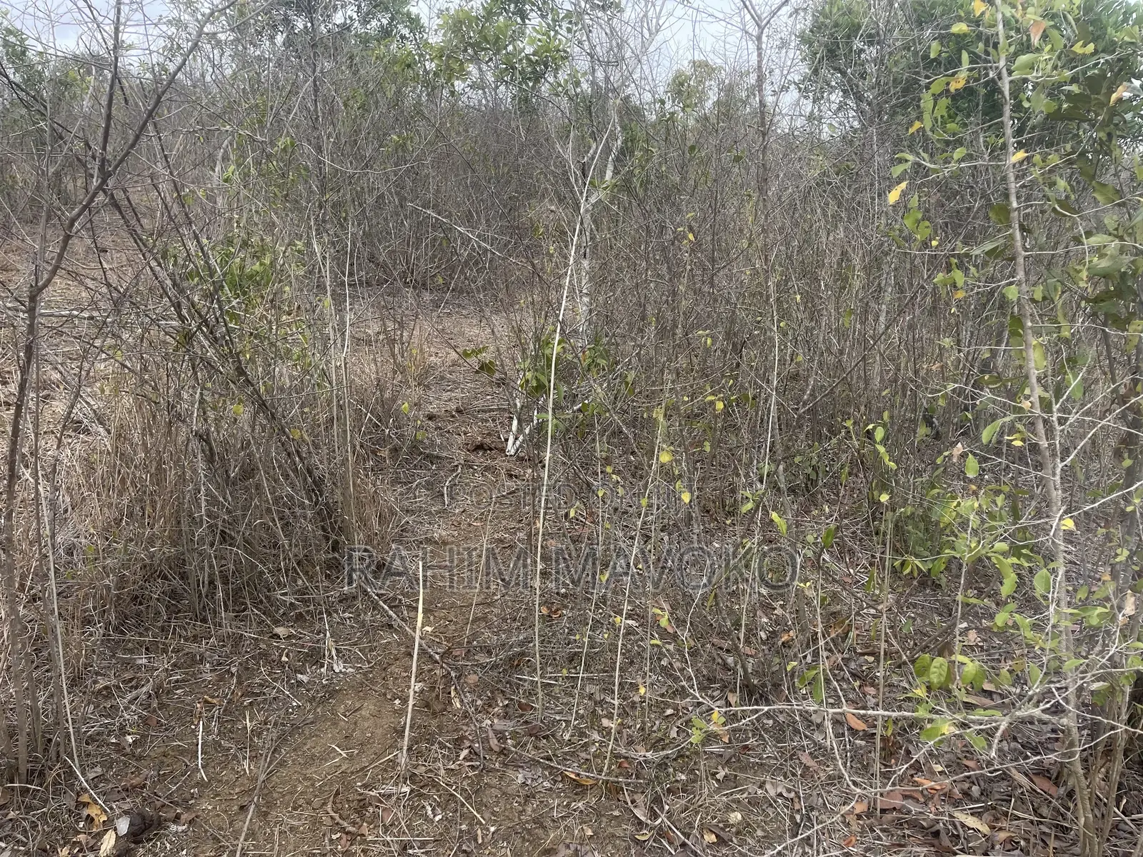 Shamba Linauzwa Kiwangwa Heka 300
