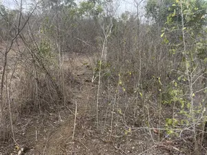 Shamba Linauzwa Kiwangwa Heka 300