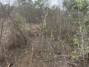 Shamba Linauzwa Kiwangwa Heka 300