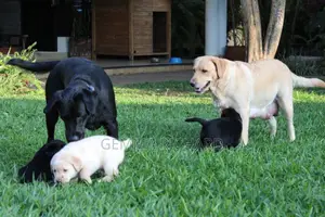 1-3 months Male Purebred Labrador Retriever