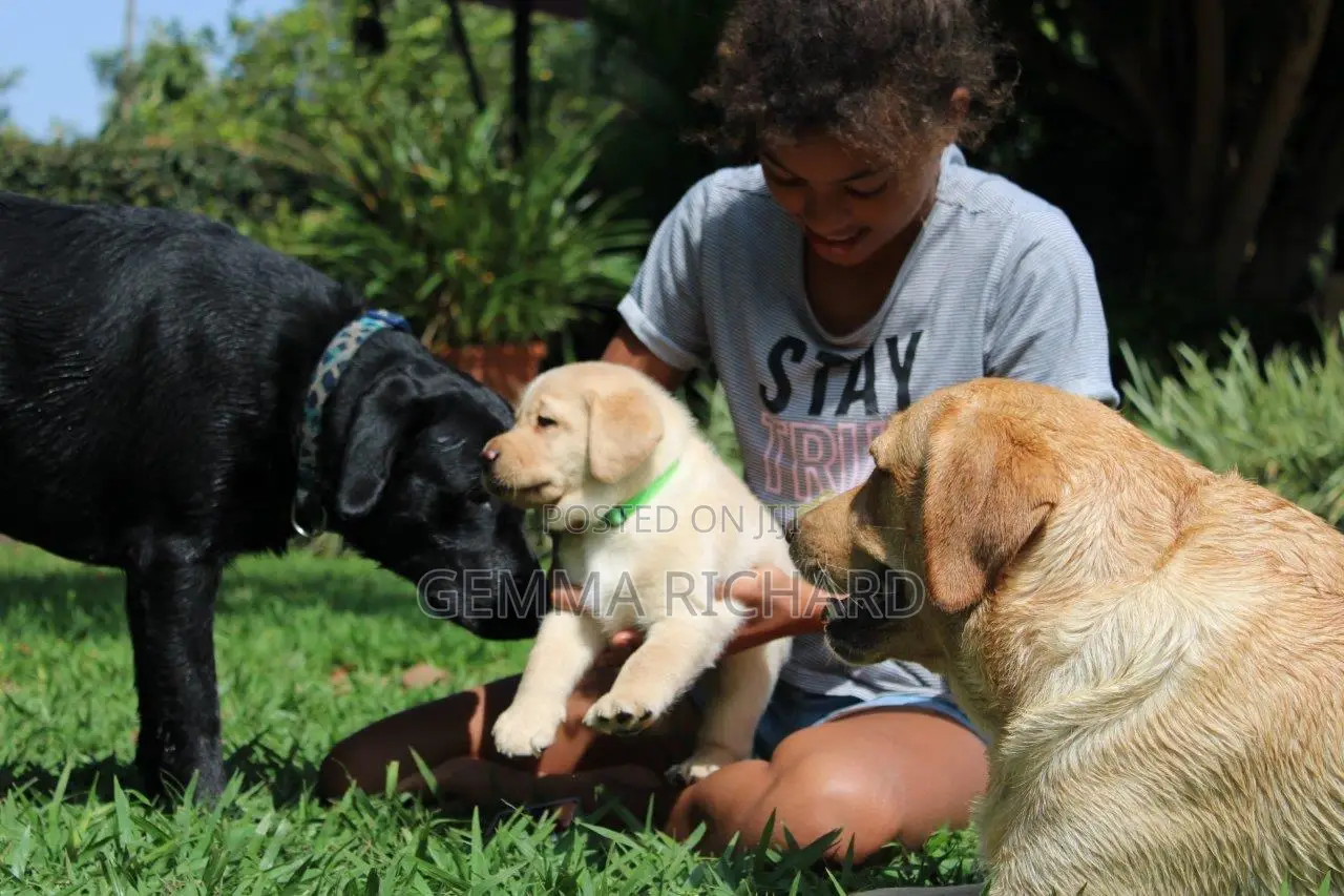 1-3 months Male Purebred Labrador Retriever