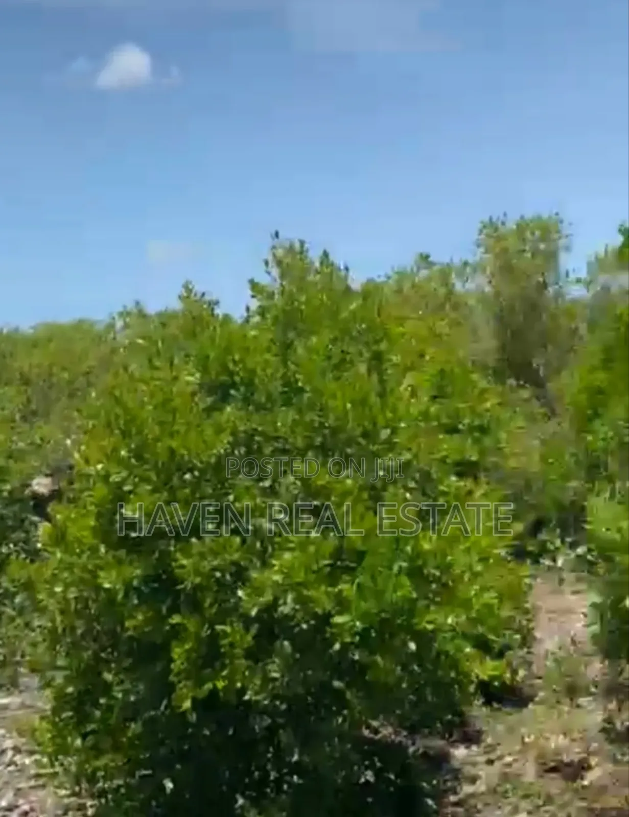 Mangrove Beach Plot for Sale at Zanzibar