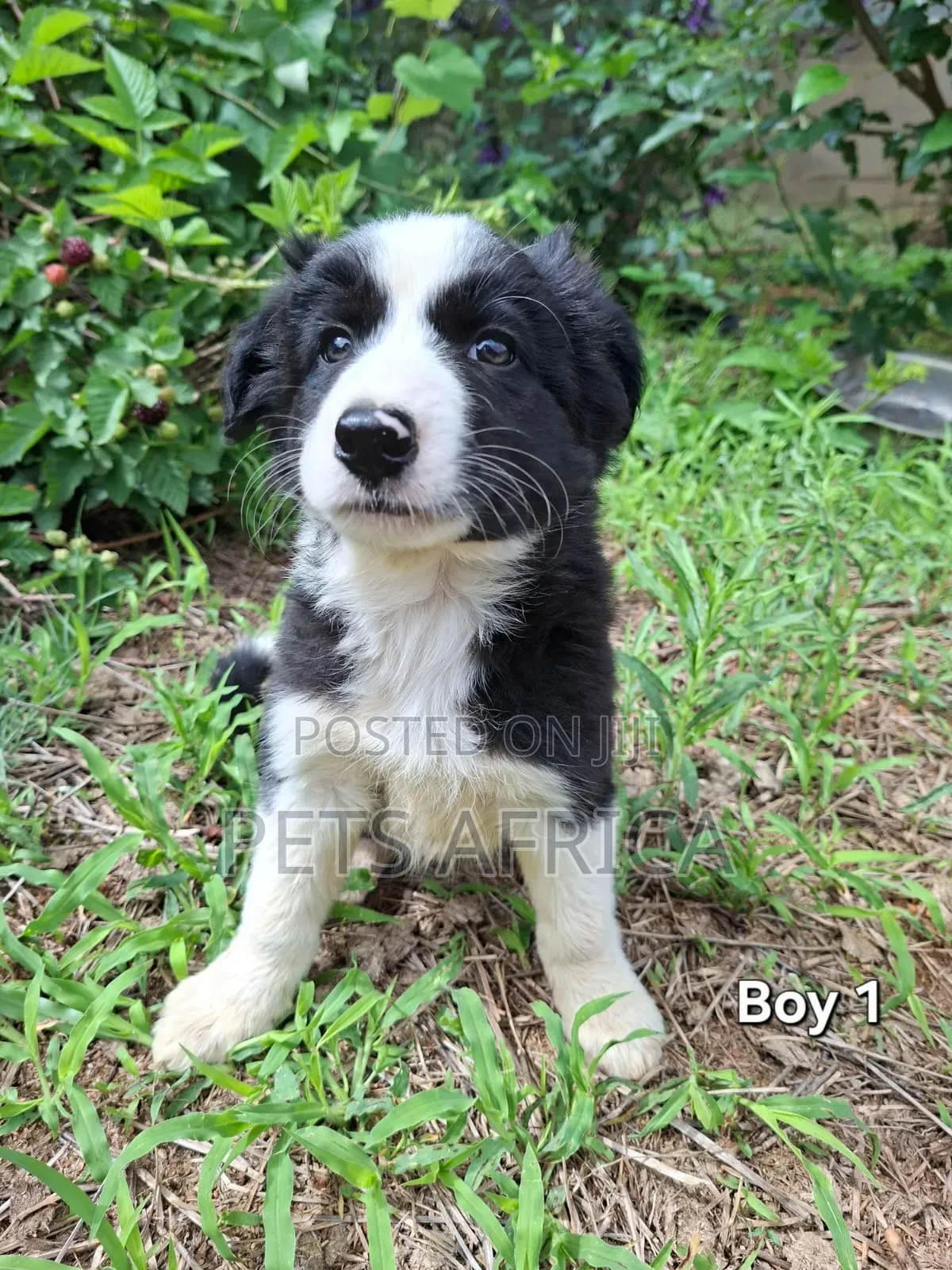 1-3 months Male Purebred Border Collie