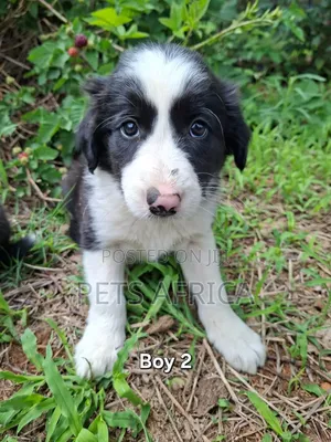 1-3 months Male Purebred Border Collie