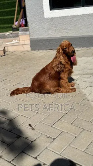 1+ year Female Purebred Cocker Spaniel