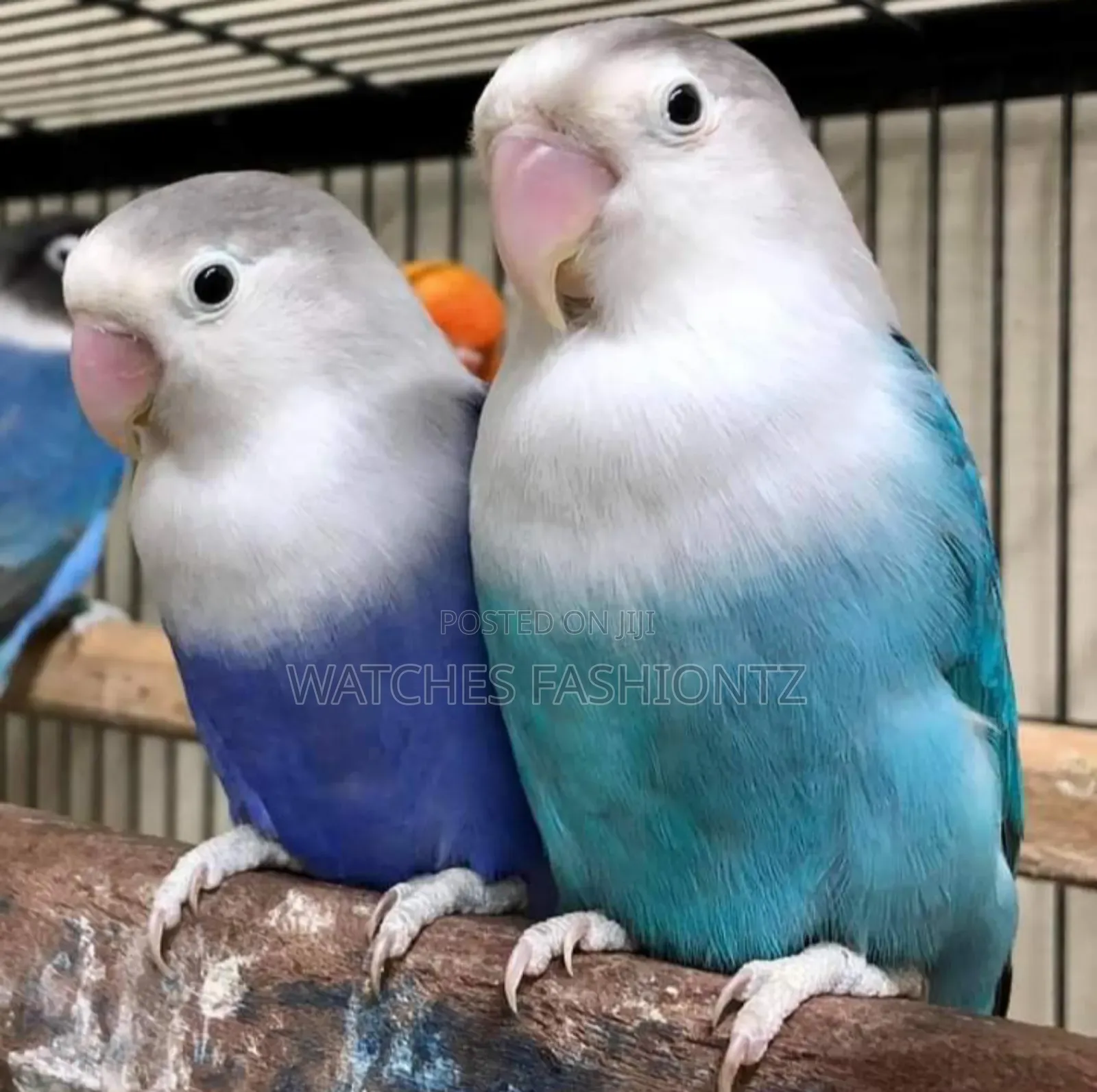 Imported Blue Lovebirds