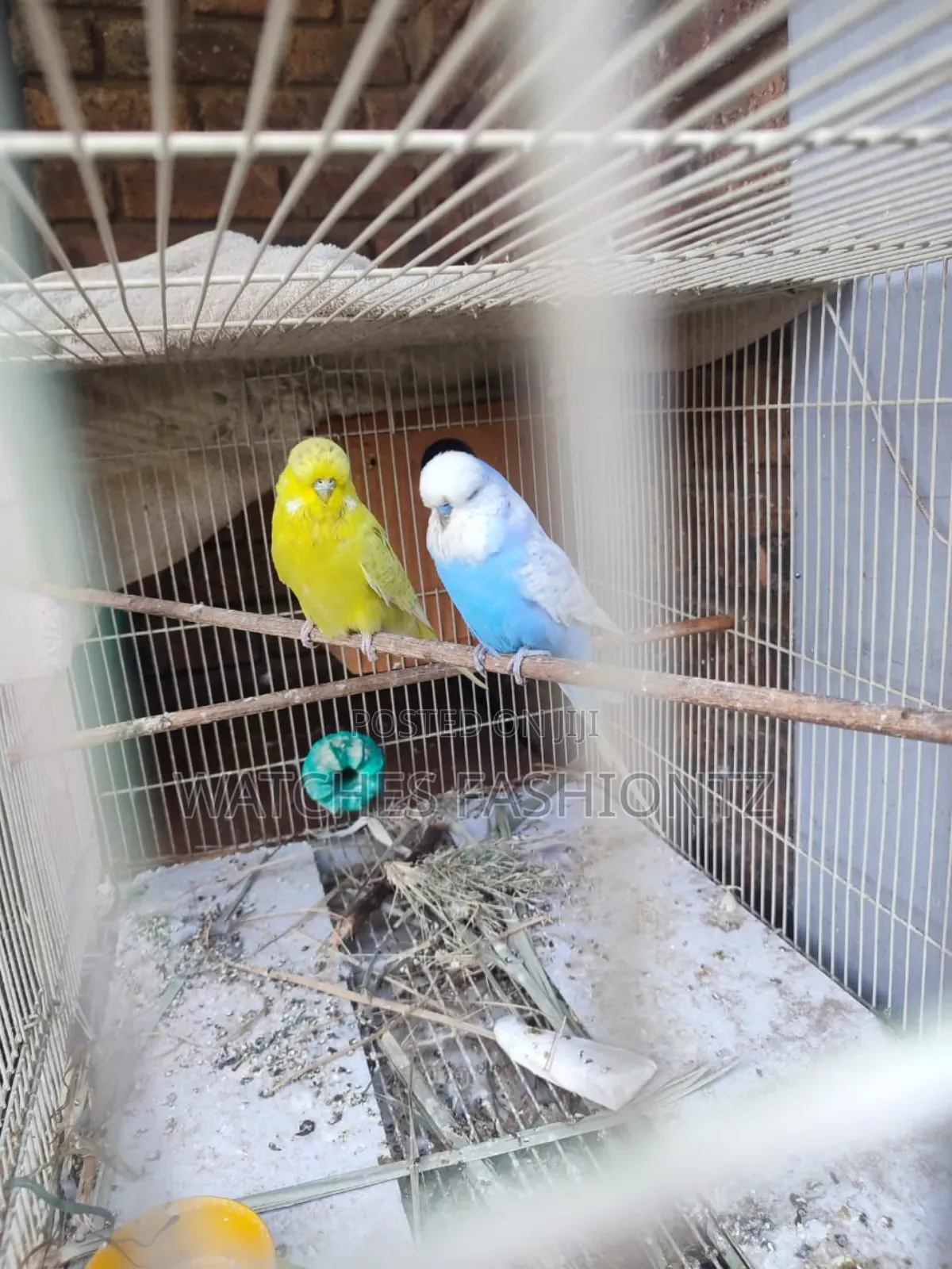 Australian Budgies