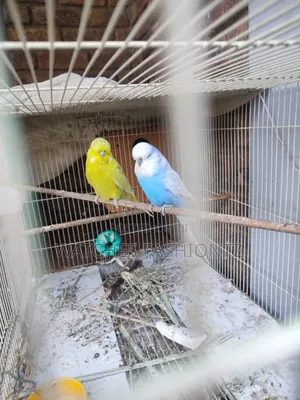 Australian Budgies