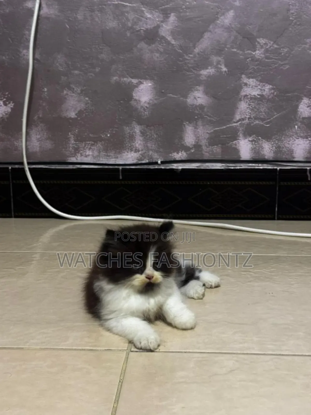 1-3 months Male Purebred Persian