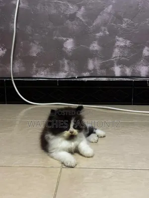 1-3 months Male Purebred Persian