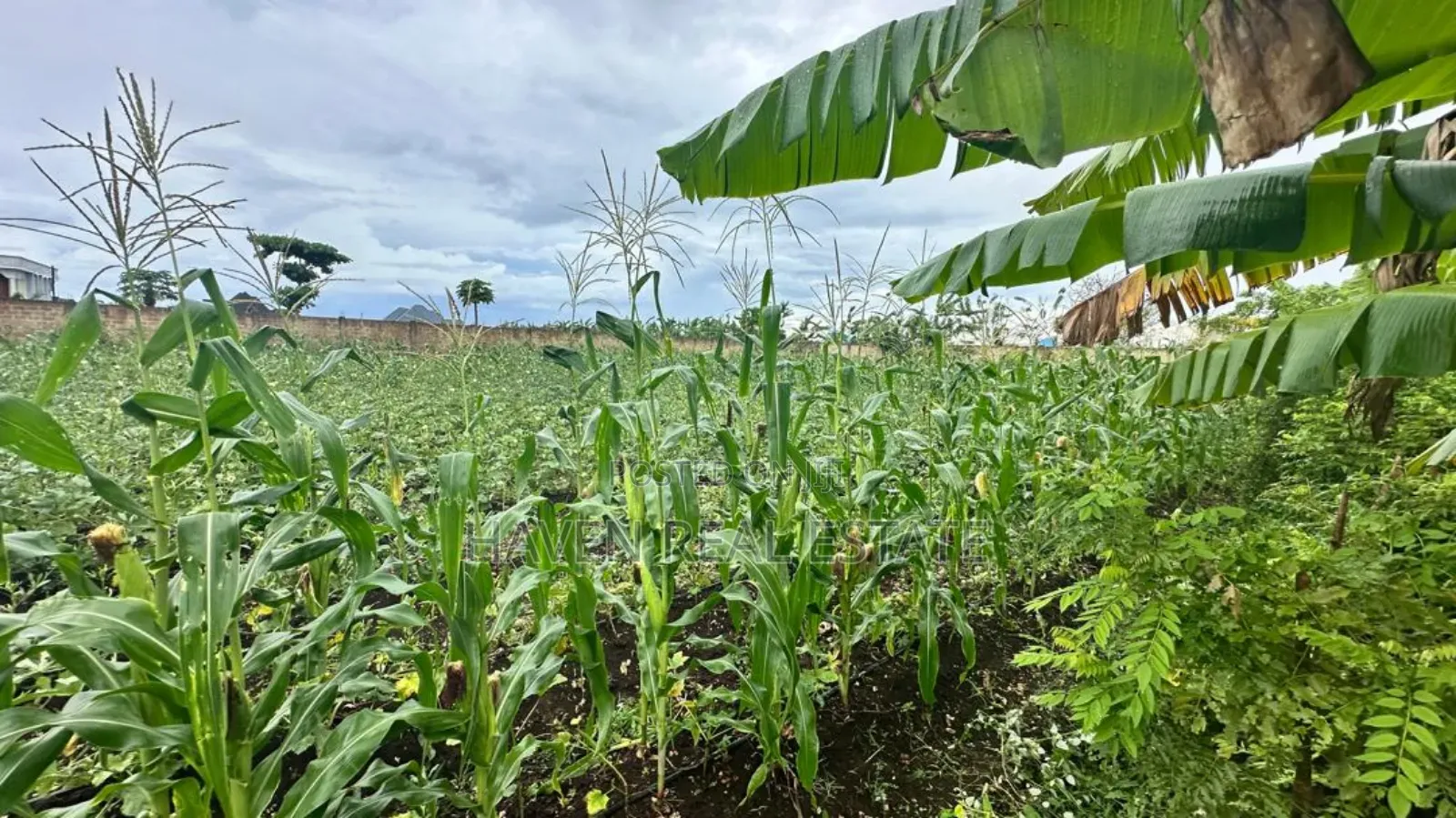 A Main Road Plot for Sale at Buyu Zanzibar