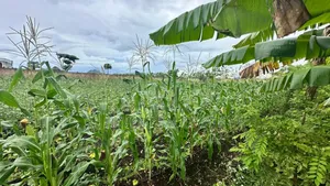 A Main Road Plot for Sale at Buyu Zanzibar