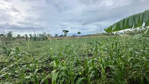 A Main Road Plot for Sale at Buyu Zanzibar