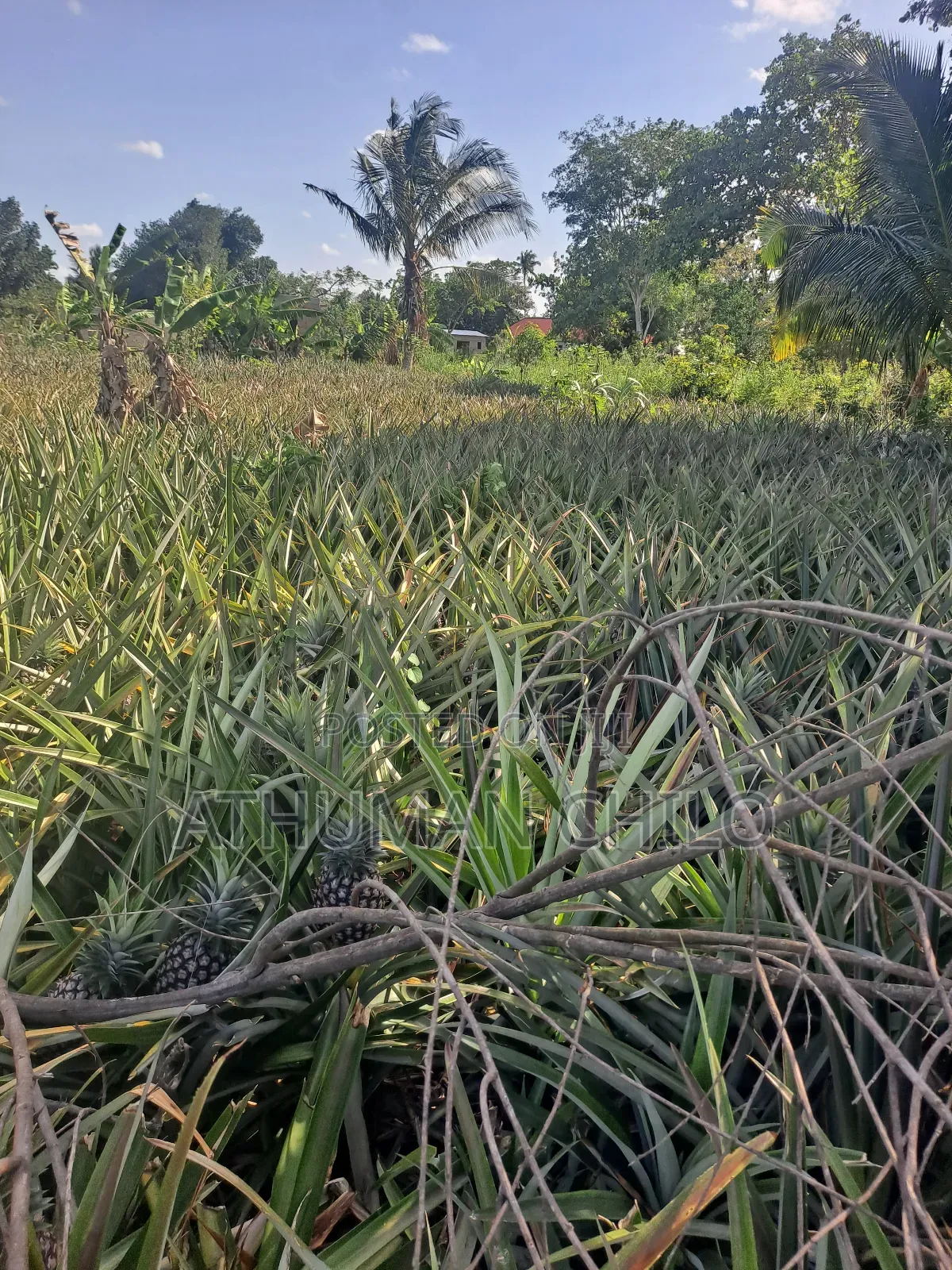 Kiwanja Kinauzwa Kipo Kiwangwa Bagamoyo Pwani