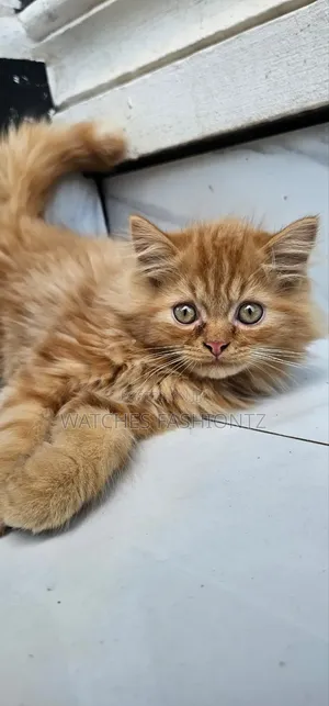 1-3 months Male Purebred Persian