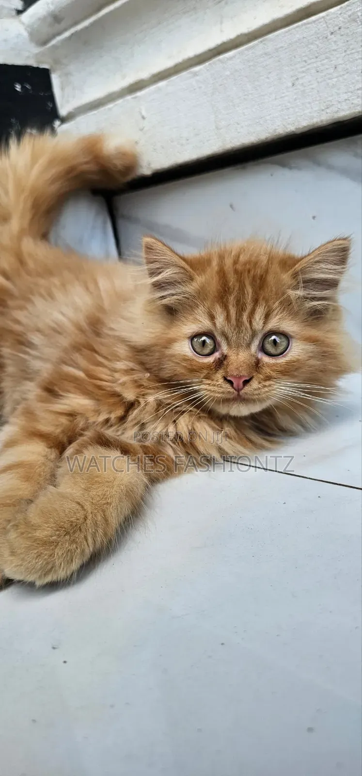 1-3 months Male Purebred Persian