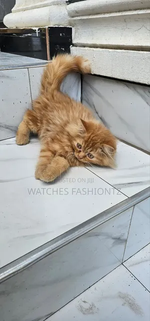 1-3 months Male Purebred Persian