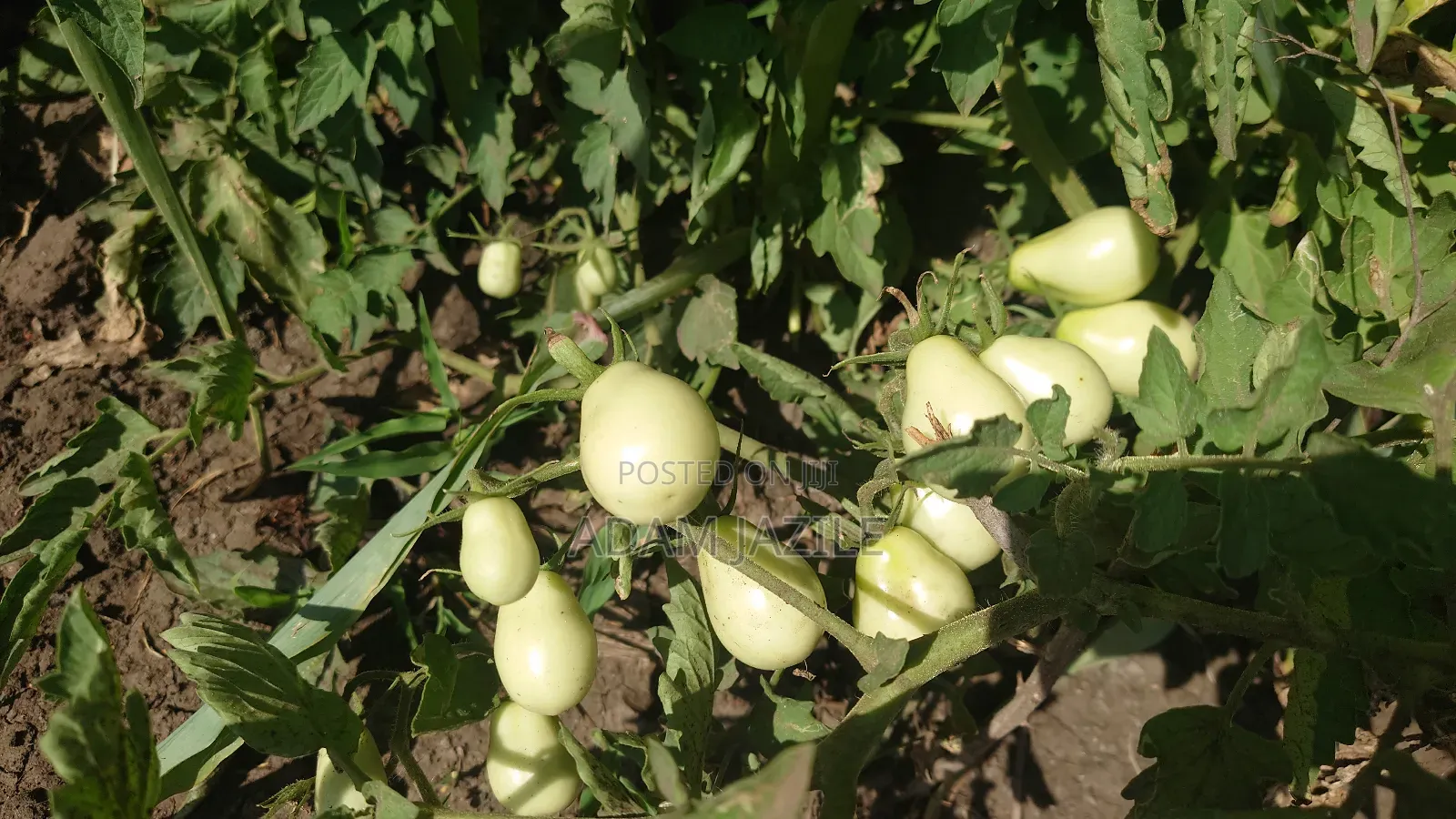 Shamba La Kilimo Cha Umwagiliaji