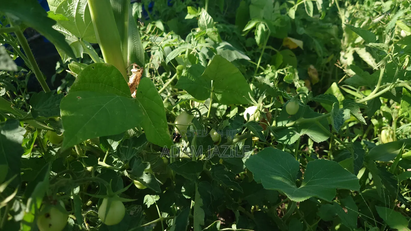Shamba La Kilimo Cha Umwagiliaji
