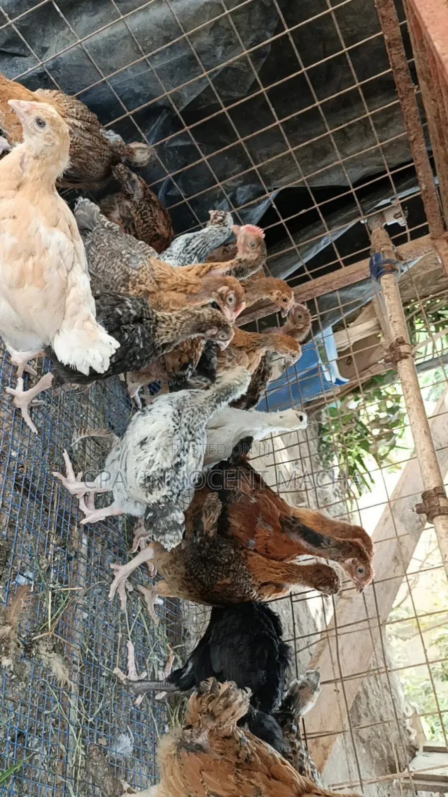 Kwa Mahitaji Yako Ya Vifaranga