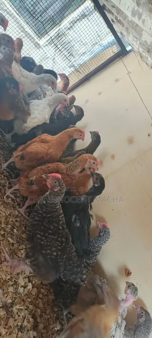 Kwa Mahitaji Yako Ya Vifaranga