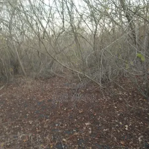 100 Acres for Sale