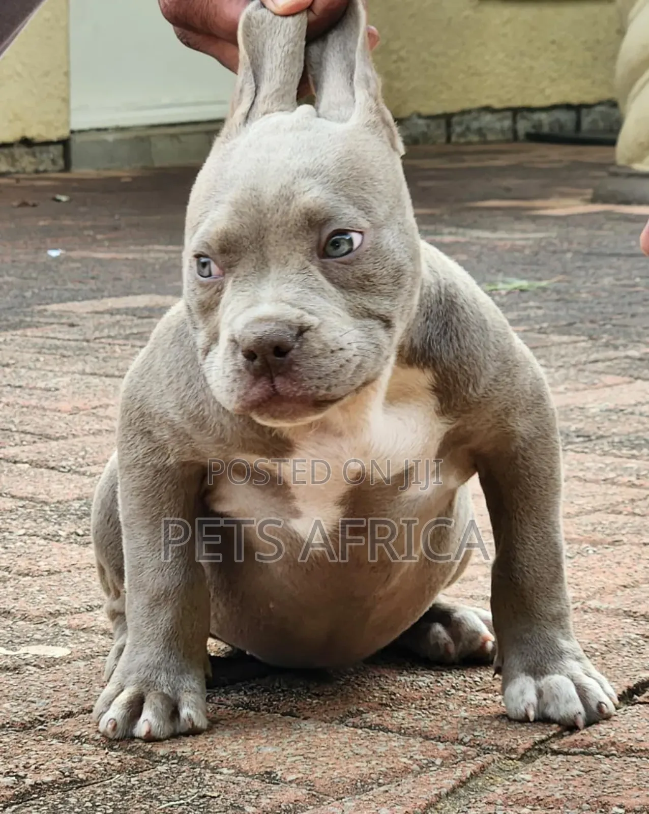 1-3 months Male Purebred American Bully