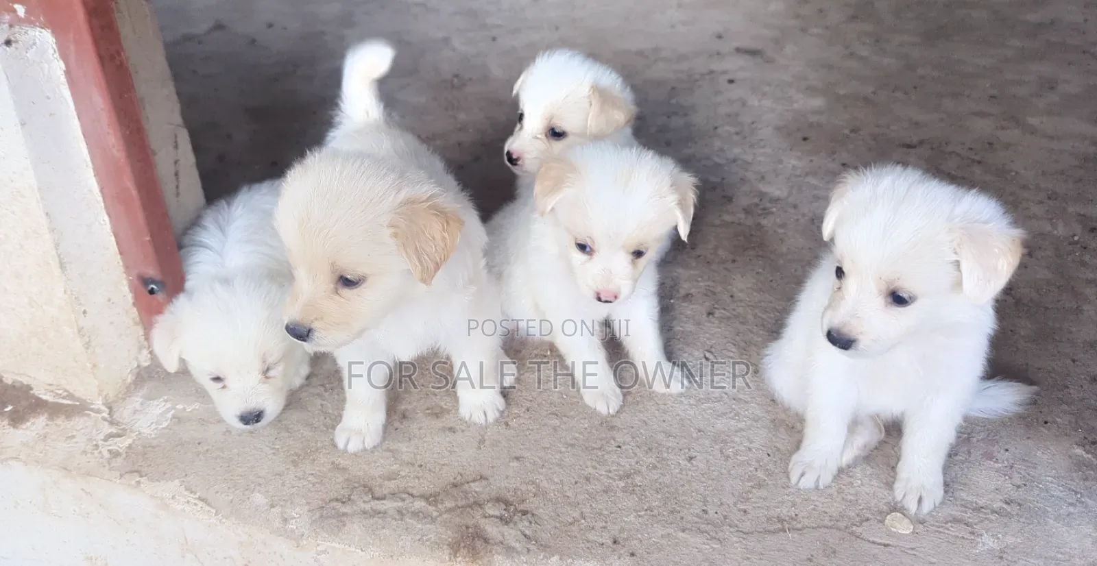 1-3 months Male Mixed Breed Japanese Spitz