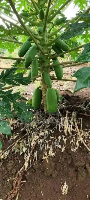 California Pepaya
