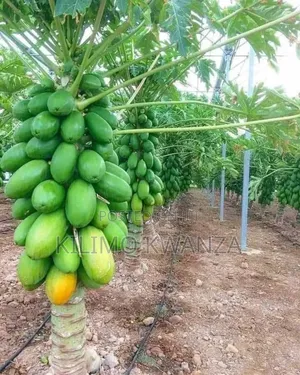 California Pepaya