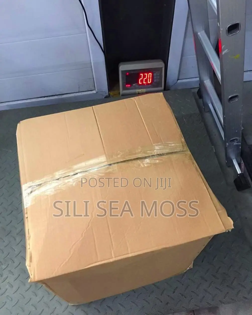 Sea Moss (Seaweed)