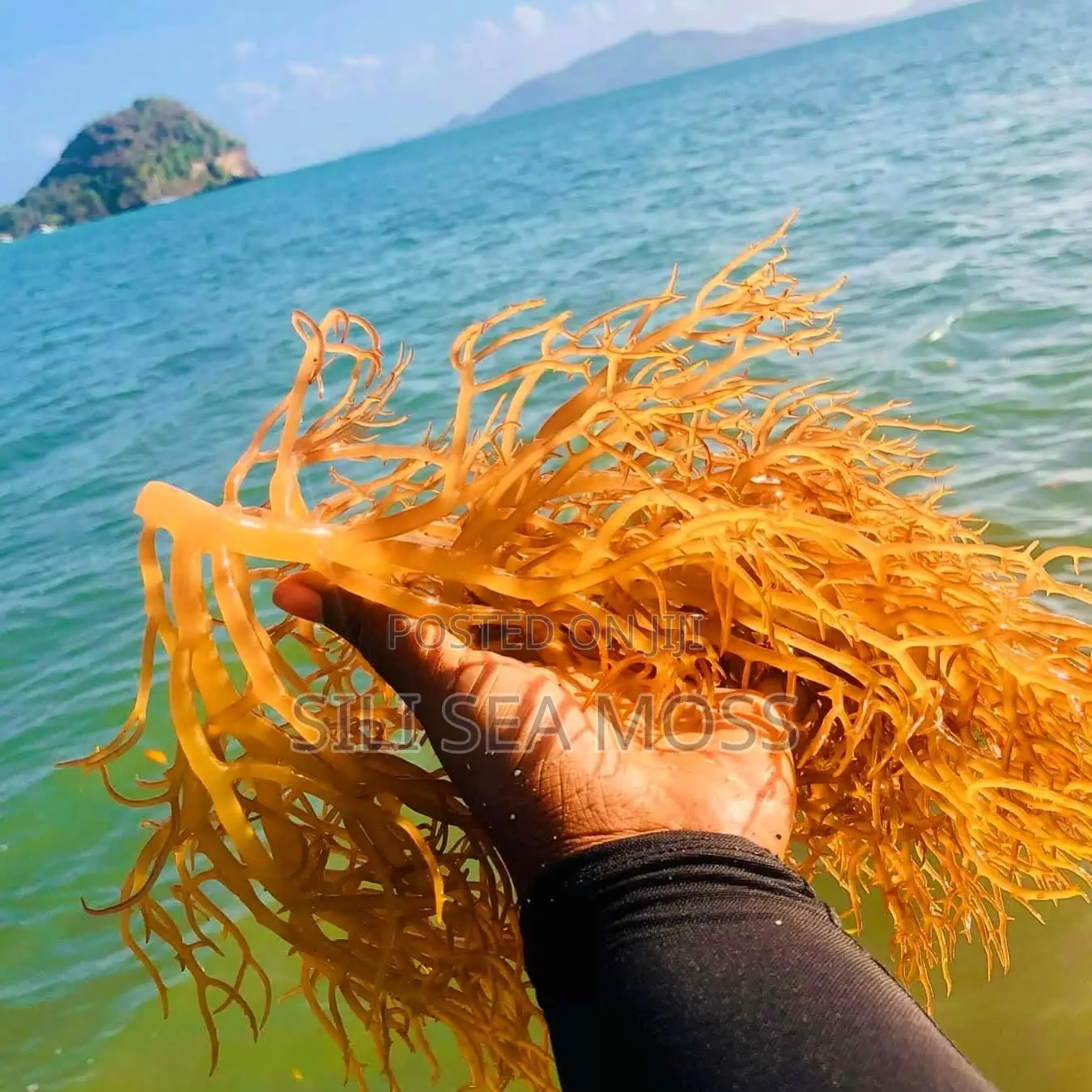 Sea Moss (Seaweed)
