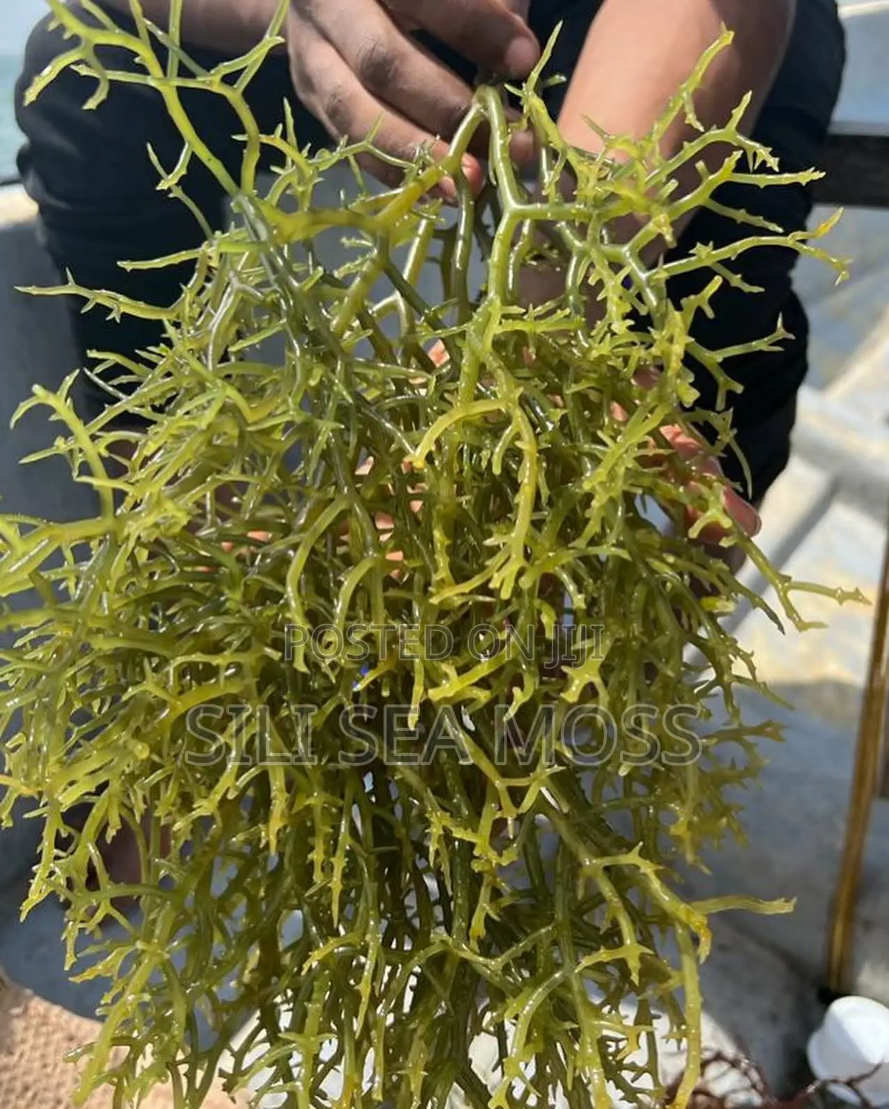 Sea Moss (Seaweed)