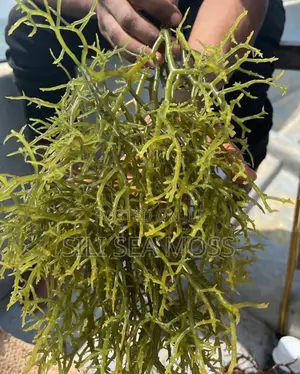 Sea Moss (Seaweed)