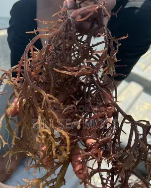 Sea Moss (Seaweed)