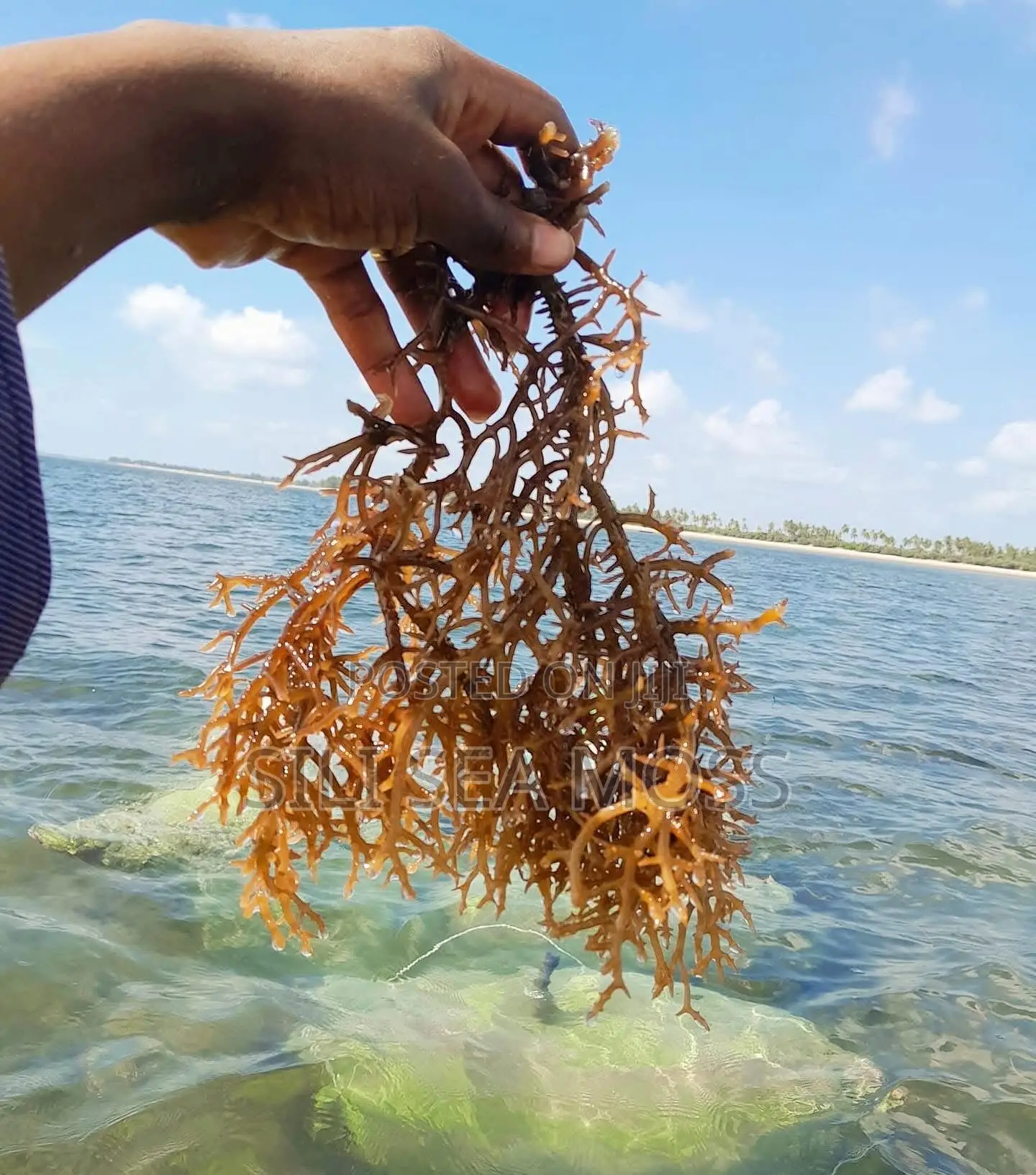 Sea Moss (Seaweed)