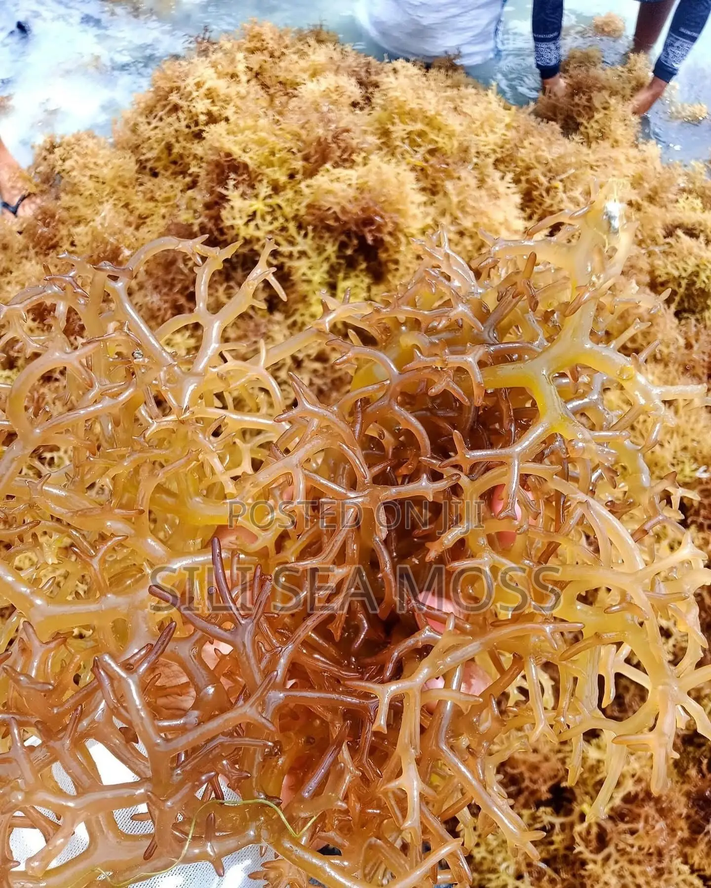 Sea Moss (Seaweed)