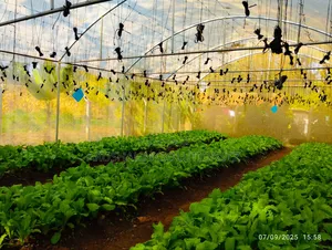 Greenhouse+2 Rooms+ 2000l Water Tank+Fenced+W-Channel at Engosheraton