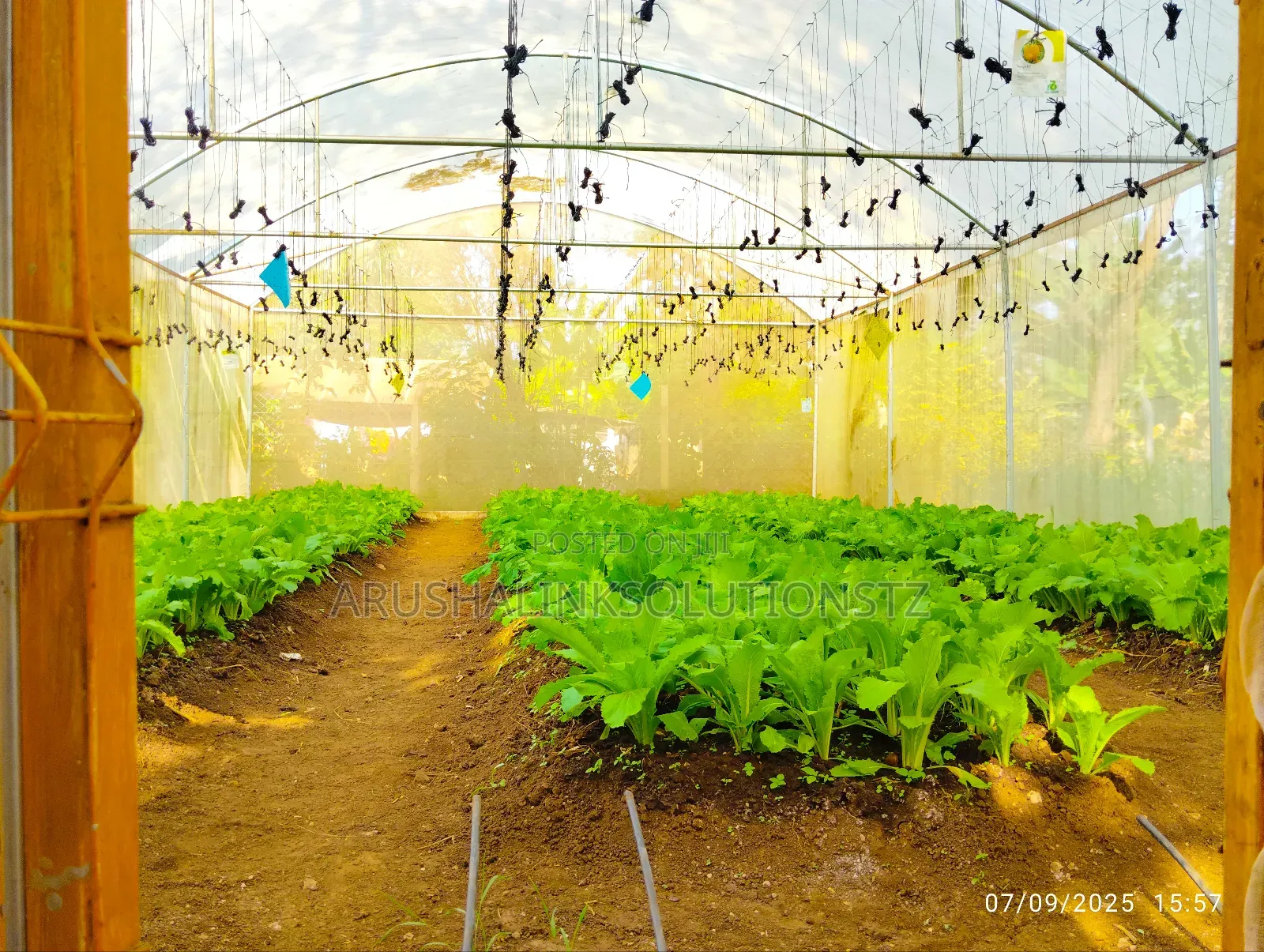Greenhouse+2 Rooms+ 2000l Water Tank+Fenced+W-Channel at Engosheraton